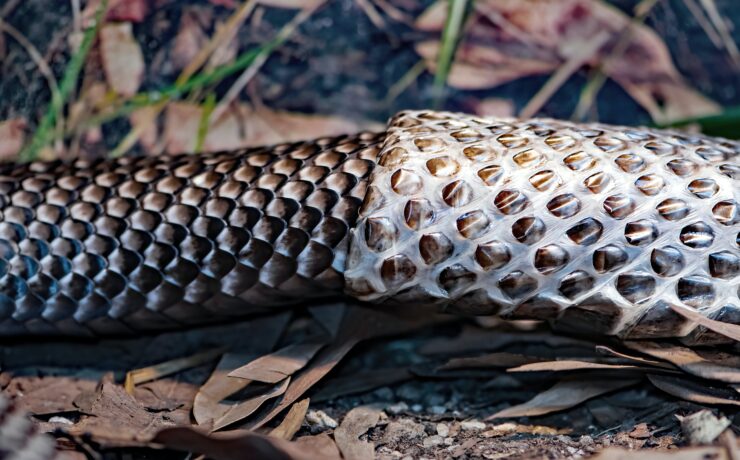 snake shedding